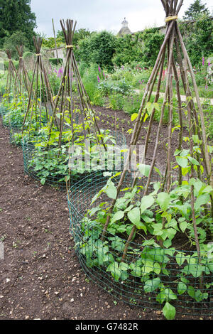 Runnner Bohne Pflanzen aufgewachsen Wigwam Haselnuss Stöcke in einem Gemüsegarten. Rousham Haus. Oxfordshire, England Stockfoto