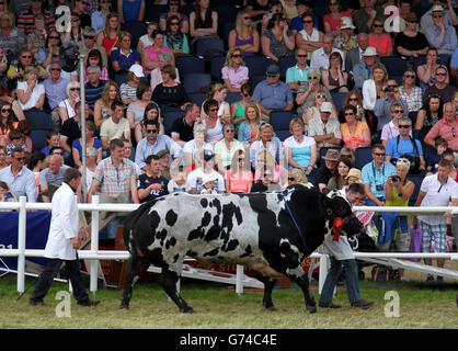 Bei der Royal Highland Show in Edinburgh werden alle preisgekrönten Rinder durch den Hauptring geführt. Stockfoto