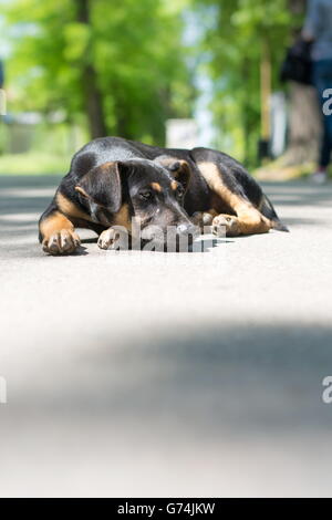 Einsame schwarze streunender Hund liegend in den park Stockfoto