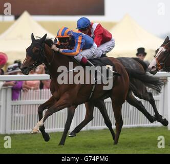 Armband unter Joseph O'Brien, bevor er die Ribblesdale Stakes am dritten Tag des Royal Ascot Meeting 2014 auf der Ascot Racecourse, Berkshire, gewann. Stockfoto