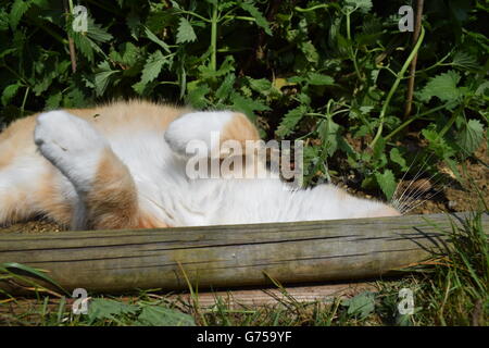 Wenn die Katzenminze zu viel wird, ausgestreckt Katze heraus auf den Boden mit Katzenminze Pflanze im Hintergrund Stockfoto