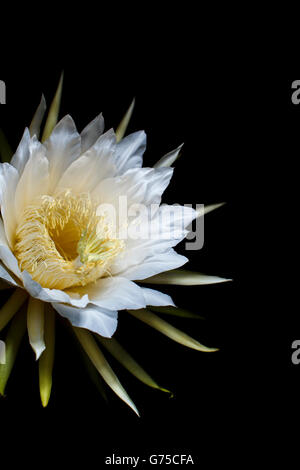 Hylocereus Art, weiße exotischen Kakteen blühen, Drachen Frucht Blume Nacht blühen botanische Kunstfotografie Stockfoto