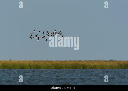 Schwarzhals-Stelzenläufer (Himantopus Mexicanus) Gruppe fliegt über den Golf von Mexiko, Bolivar Peninsula, Texas, USA Stockfoto