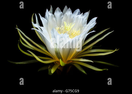 Hylocereus Art, weiße exotischen Kakteen blühen, Drachen Frucht Blume Nacht blühen botanische Kunstfotografie Stockfoto