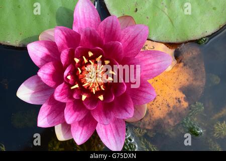 Erhöhte Ansicht der Seerose Stockfoto