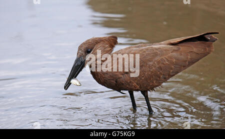 Hamerkop Fang einen Fisch, Südafrika, Scopus umbretta Stockfoto