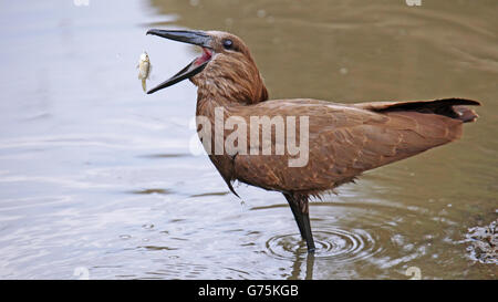 Hamerkop Fang einen Fisch, Südafrika, Scopus umbretta Stockfoto