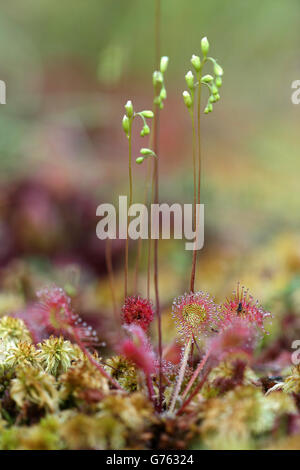 Rundblaettriger Sonnentau (Drosera Rotundifolia) Pfrunger-Burgweiler Ried, Baden-Württemberg, Deutschland Stockfoto