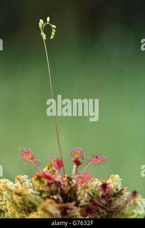 Rundblaettriger Sonnentau (Drosera Rotundifolia) Pfrunger-Burgweiler Ried, Baden-Württemberg, Deutschland Stockfoto