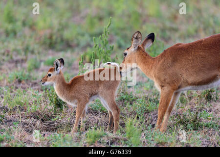 Puku (Kobus Vardonii) Weibchen Und Jungtier, South Luangwa Nationalpark, Sambia, Afrika Stockfoto