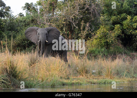 Afrikanischer Elefant (Loxodonta Africana) unteren Sambesi Nationalpark, Sambia, Afrika Stockfoto