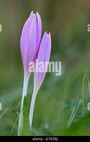 Herbstzeitlose (Colchicum Autumnale), Irndorfer Hardt, Naturpark Obere Donau, Baden-Württemberg, Deutschland Stockfoto