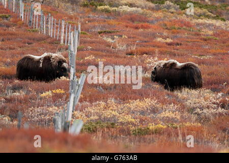 Moschusochsen, Stiere, Dovrefjell Nationalpark, Norwegen / (Ovibos Moschatus) / Moschus Stockfoto