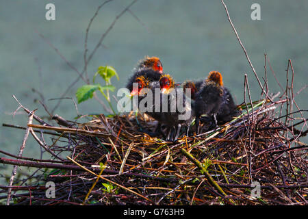 Eurasische Blässhühner, Küken im Nest, Pfrunger-Burgweiler Ried, Baden-Wurttemberg, Deutschland / (Fulica Atra) Stockfoto