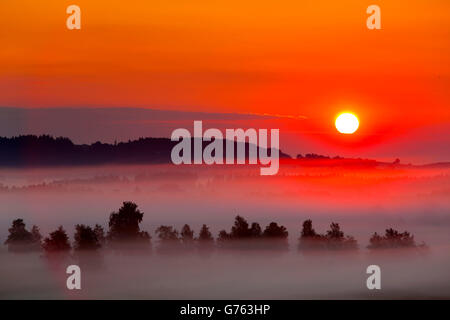 Morgen Nebel, Burgweiler-Pfrunger Ried, Baden-Württemberg, Deutschland Stockfoto