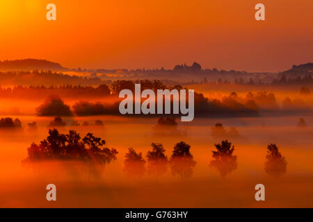 Morgen Nebel, Burgweiler-Pfrunger Ried, Baden-Württemberg, Deutschland Stockfoto