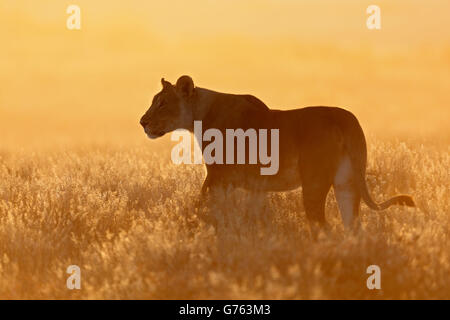 Afrikanischer Löwe, Löwin, Etosha Nationalpark, Namibia / (Panthera Leo) Stockfoto