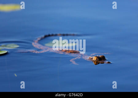 Krokodil, jung, Botswana, Afrika / (Crocodylus Niloticus) Stockfoto