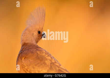 graue Go-away Vogel, Namibia, Afrika / (Corythaixoides Concolor) Stockfoto