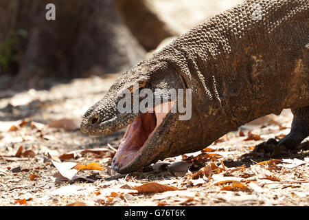 Sabbern Komodowaran größte Eidechse im National Park. Indonesien. Stockfoto