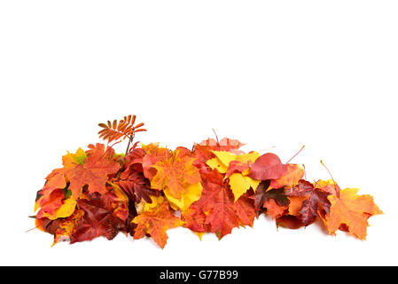 Bunte Ahornblätter herbstliche auf einem Ast. Gelbes Herbstlaub Hintergrund mit Textfreiraum Stockfoto