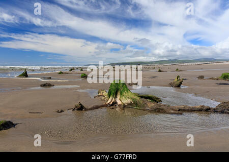 Untergetaucht Wald ausgesetzt bei Ebbe Borth Strand, Ceredigion, Wales, UK Stockfoto