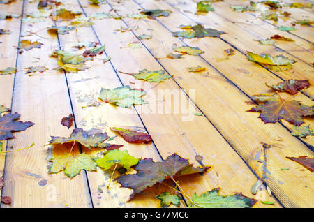 Nahaufnahme auf einer nassen grünen und gelben Blätter von Ahorn und Kastanienbäumen mit geringer Tiefe des Fokus auf dem nassen Holz Ausbaubarkeit Stockfoto