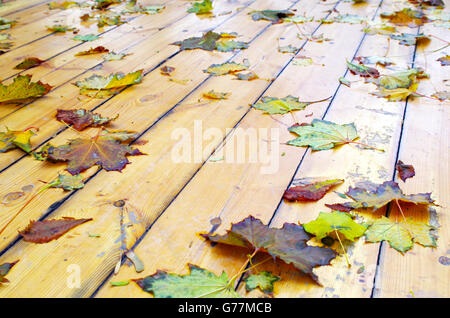 Nahaufnahme auf einer nassen grünen und gelben Blätter von Ahorn und Kastanienbäumen mit geringer Tiefe des Fokus auf dem nassen Holz Ausbaubarkeit Stockfoto