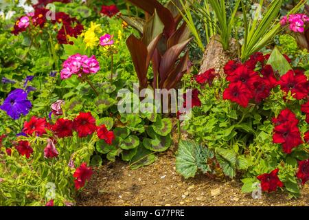 Ein schönes Blumenbeet mit Petunien und Geranien in einem englischen Landhaus-Garten in Cornwall, Großbritannien. Stockfoto