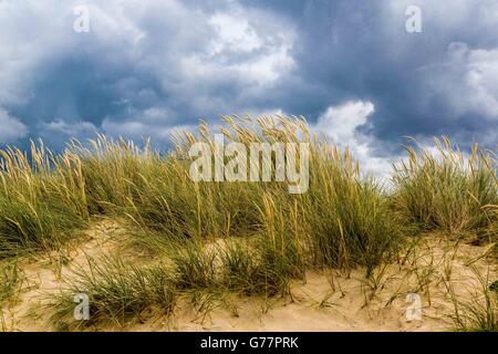 Schutz der Küstengebiete mit Gräser auf den Küstenpfaden auf den Sanddünen von Crantock Beach, Newquay, Cornwall, Großbritannien Stockfoto