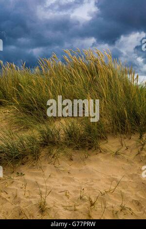 Schutz der Küstengebiete mit Gräser auf den Küstenpfaden auf den Sanddünen von Crantock Beach, Newquay, Cornwall, Großbritannien Stockfoto