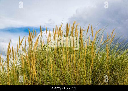 Schutz der Küstengebiete mit Gräser auf den Küstenpfaden auf den Sanddünen von Crantock Beach, Newquay, Cornwall, Großbritannien Stockfoto