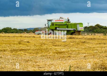 Ein maisfeld mit Grün kombiniert Erntemaschinen durch Landwirte in Devon, Großbritannien, das geerntet wird, Stockfoto