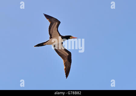 Ein braun-Sprengfallen (Sula Leucogaster) im Flug auf die Insel Ascension im Südatlantik Stockfoto