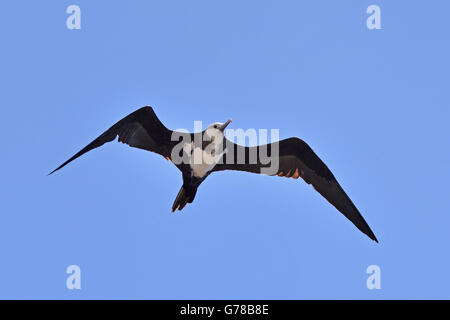 Eine unreife Ascension Island Fregattvogels (Fregata Aquila) im Flug auf die Insel Ascension im Südatlantik Stockfoto