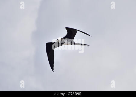 Eine unreife Ascension Island Fregattvogels (Fregata Aquila) im Flug auf die Insel Ascension im Südatlantik Stockfoto