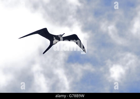 Eine unreife Ascension Island Fregattvogels (Fregata Aquila) im Flug auf die Insel Ascension im Südatlantik Stockfoto