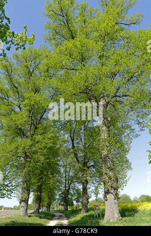 Allee von Linden, Lüneburg, Niedersachsen, Deutschland Stockfoto