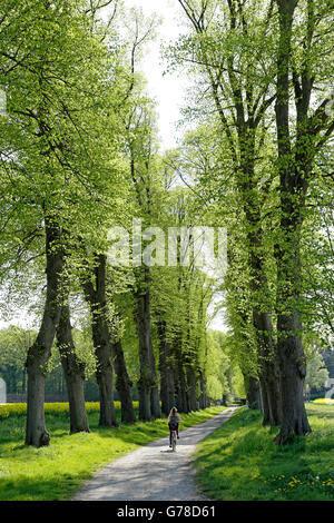 Allee von Linden, Lüneburg, Niedersachsen, Deutschland Stockfoto