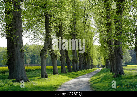 Allee von Linden, Lüneburg, Niedersachsen, Deutschland Stockfoto