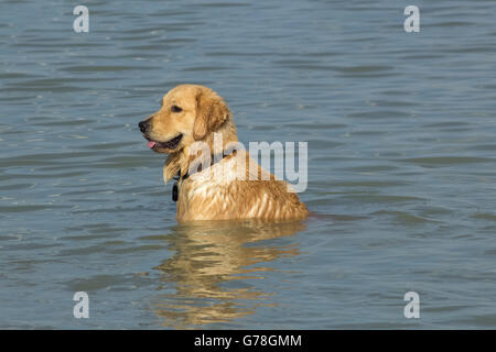 Golden Retriever-Mix in den Gewässern von einem Zurückbehaltungsrecht Teich, eine Pause von Spielzeit mit seinen Hund Park Kumpels sitzen. Stockfoto