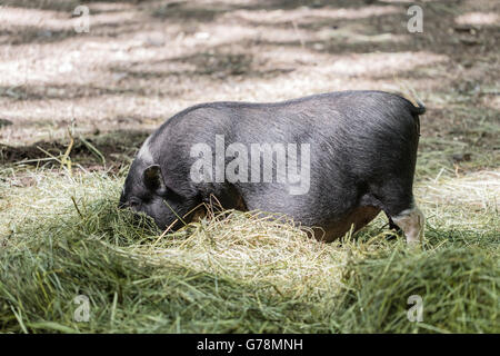 Vietnamesische Schweinchen sind auf einem Bauernhof im freien Weiden Stockfoto