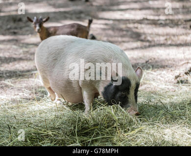 Vietnamesische Schweinchen sind auf einem Bauernhof im freien Weiden Stockfoto