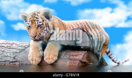 kleine Tiger auf einem Baumstamm schwimmt gegen den Himmel Stockfoto