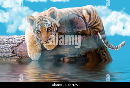 kleine Tiger auf einem Baumstamm schwimmt gegen den Himmel Stockfoto