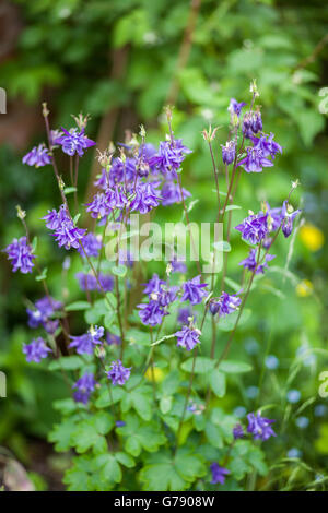 Lila Aquilegia Blumen im Garten, UK Stockfoto