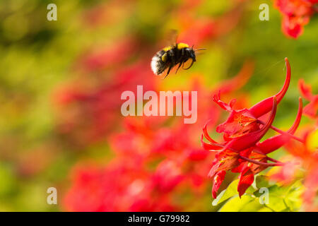 Stirlingshire, Schottland - 26. Juni 2016: UK Wetter - einen schönen hellen Morgen in Stirlingshire, wie eine Hummel, Pollen und Nektar aus einer schottischen Flamme Blume (Tropaeolum Speciosum) sammelt, obwohl Starkregen in den Nachmittag Kredit Prognose ist: Kay Roxby/Alamy Live News Stockfoto