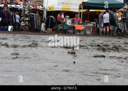 Glastonbury Festival 2016 hat die schlimmsten Schlamm in der Geschichte des Festivals gesehen, und eine unglückliche Kind verloren ihr Lieblingsspielzeug ins Meer von Schlamm Stockfoto