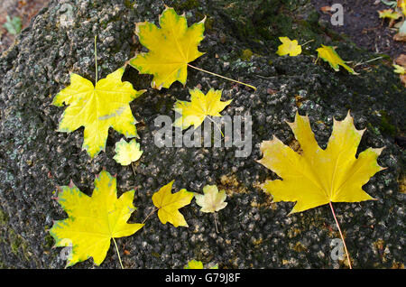 Mehrere große und kleine gelbe Herbst Ahorn Blätter liegen auf einem großen alten Stein mit Moos. Stockfoto