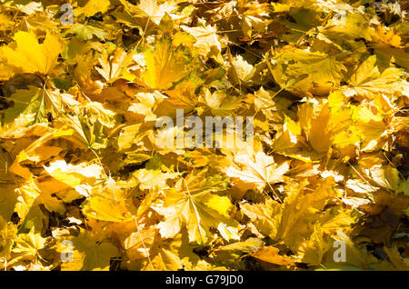 Selektiven Fokus auf einer Reihe von gelben Herbst gefallenen Ahorn Blätter Nahaufnahme, die dick auf dem Rasen liegen. Stockfoto